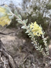Pimelea octophylla