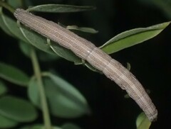 Catocala nuptialis