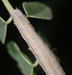 Catocala nuptialis