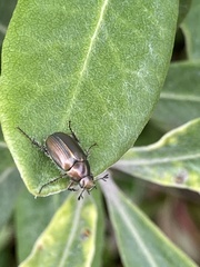 Pittosporum crassifolium