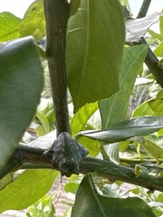 Papilio memnon heronus