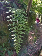 Asplenium pseudolaserpitiifolium