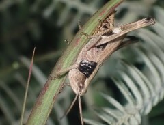 Chloealtis conspersa