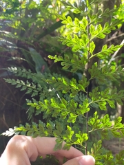 Asplenium pseudolaserpitiifolium