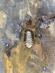 Polyplacophora