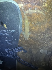 Oreonectes platycephalus