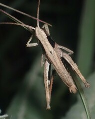 Chloealtis conspersa