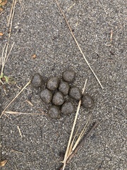 Oryctolagus cuniculus