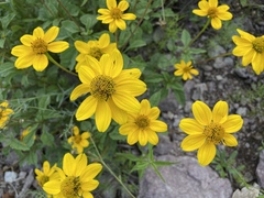 Heliopsis parvifolia