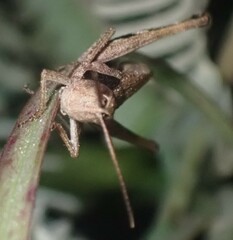 Chloealtis conspersa