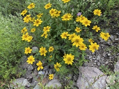 Heliopsis parvifolia