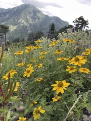 Heliopsis parvifolia