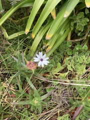 Carpobrotus chilensis