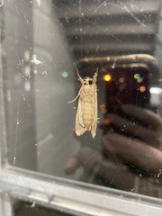 Abagrotis alternata