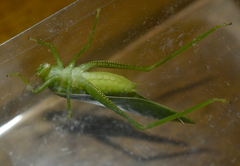 Paracaedicia serrata