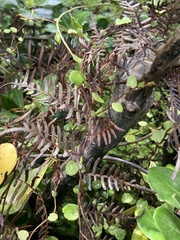 Muehlenbeckia complexa