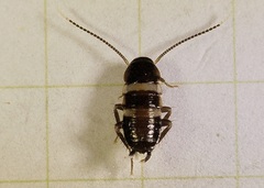 Periplaneta fuliginosa