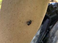 Ellipsidion australe