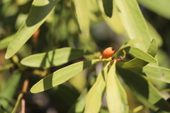 Dendrophthoe glabrescens