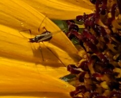 Aphis gossypii