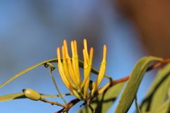 Dendrophthoe glabrescens