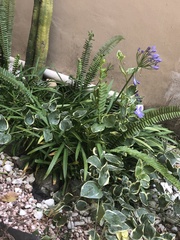 Euphorbia tithymaloides