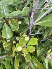 Muehlenbeckia complexa