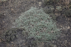 Nanophyton grubovii