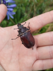 Sphaenognathus giganteus