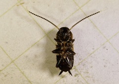 Periplaneta fuliginosa