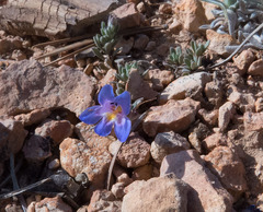 Penstemon caespitosus desertipicti