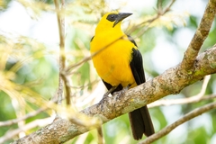 Gymnomystax mexicanus