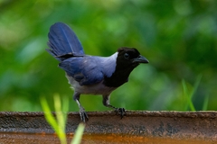 Cyanocorax violaceus
