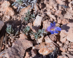 Penstemon caespitosus desertipicti