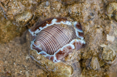 Hydatina physis