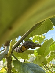 Papilio memnon heronus