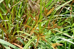 Cyperus exaltatus