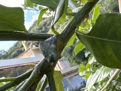 Papilio memnon heronus
