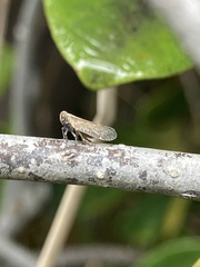 Cixiinae