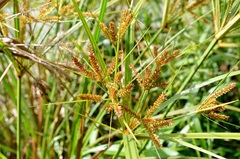 Cyperus exaltatus
