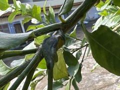 Papilio memnon heronus