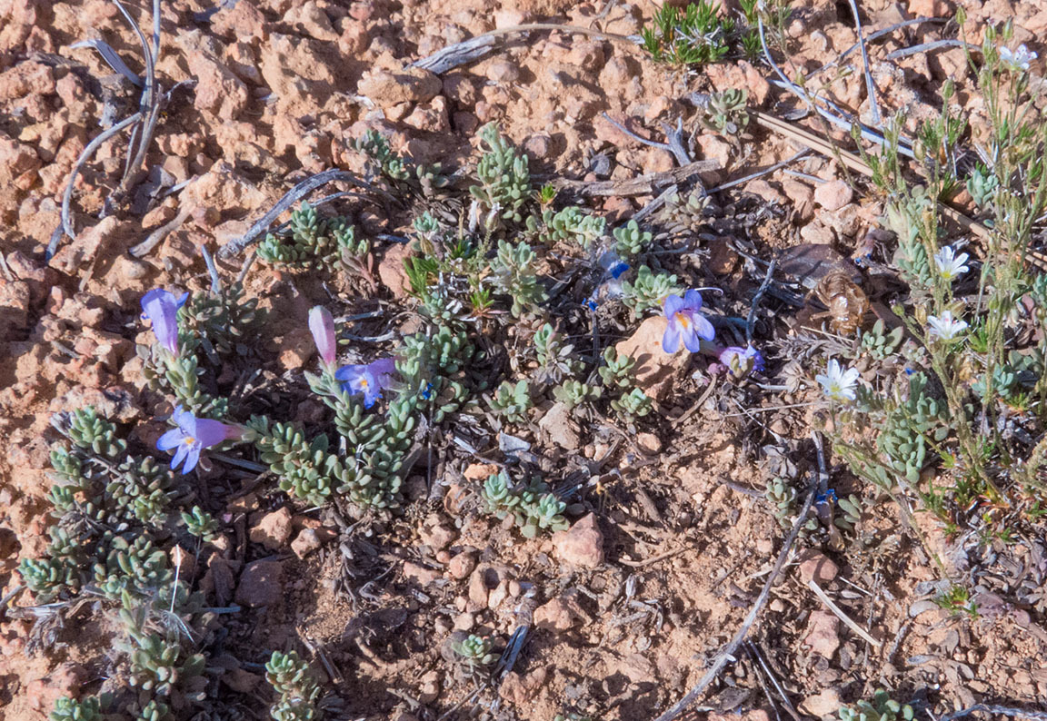 Penstemon caespitosus var. desertipicti