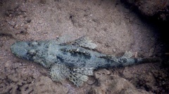 Cymbacephalus beauforti