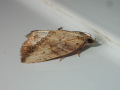 Etanna breviuscula