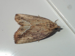 Etanna breviuscula