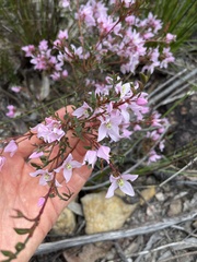 Boronia floribunda