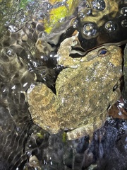 Quasipaa exilispinosa