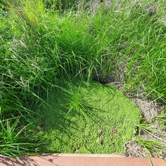 Azolla rubra