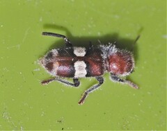 Enoclerus quadrisignatus