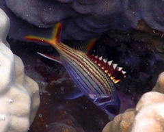 Neoniphon sammara